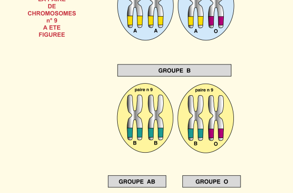 Les groupes sanguins du système ABO - correction